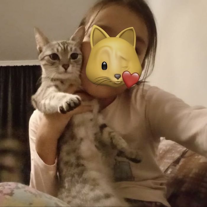 замечательная кошка Алиса даром