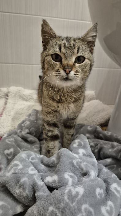 Peticel pisica blanda