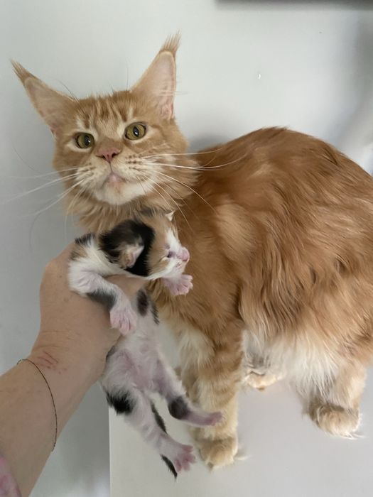 Котята мейн кун в Астане
