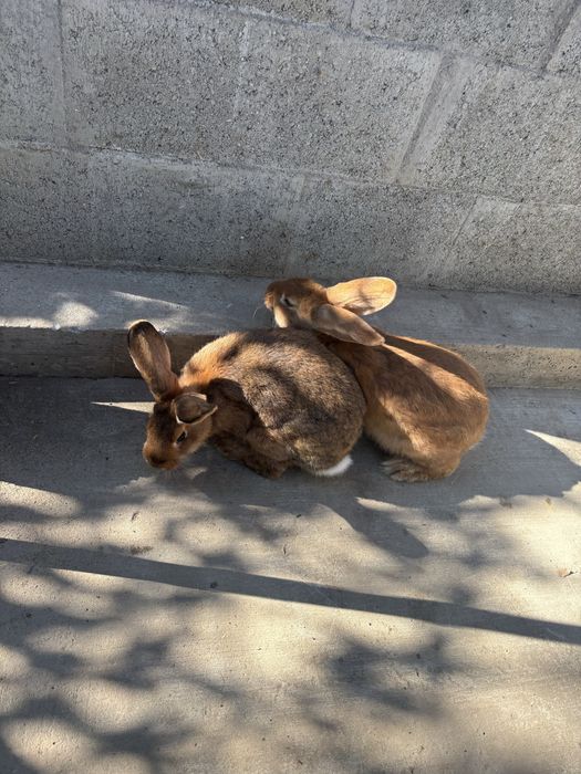 Vând iepuri metis