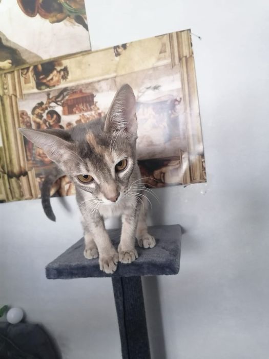 Абиссинская кошка (Чаузи)