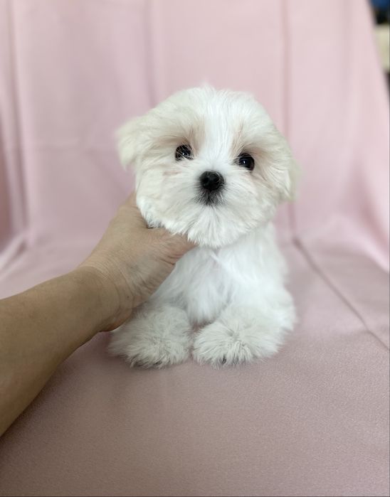 Щенки мальтезе мальчик