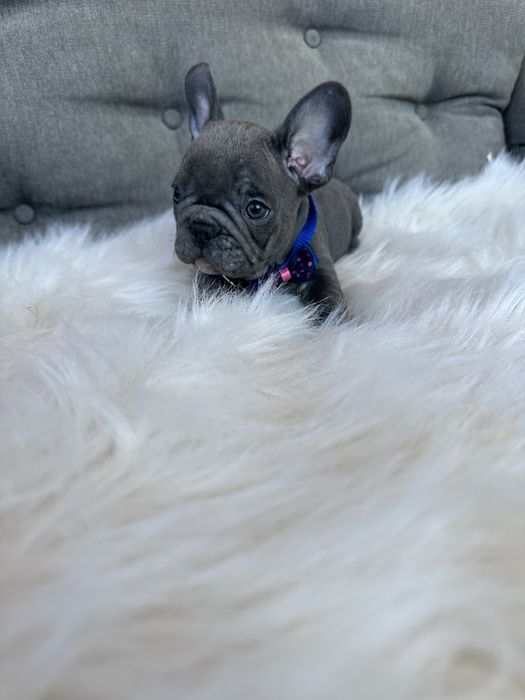 Bulldog francez