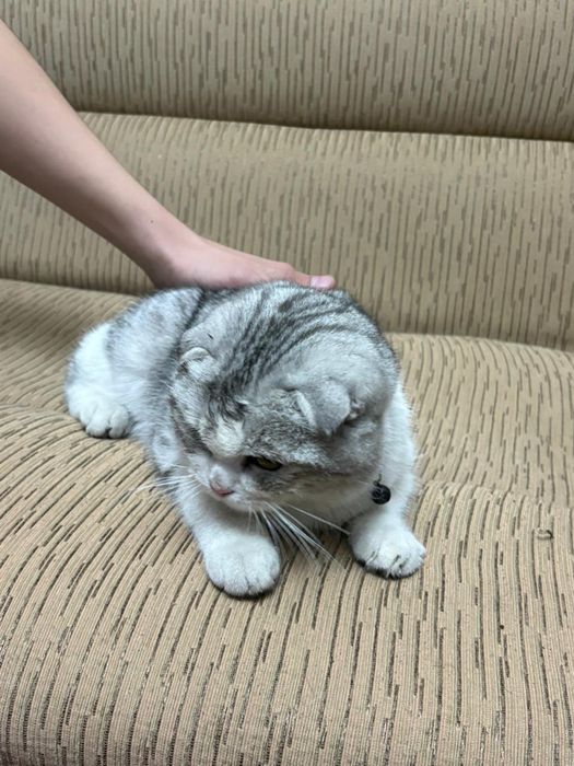 Продам кота в свящи с переездом