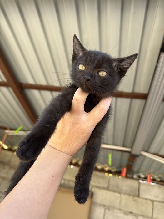 Котята коты и кошки в добрые руки