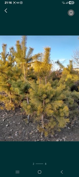 Продам маживельник,туи,сосны,ёлки