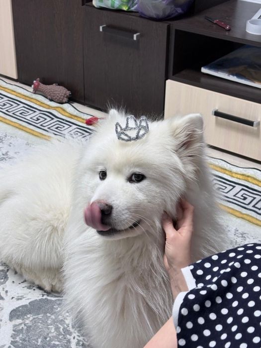 Предлагается самоед кабель для вязки