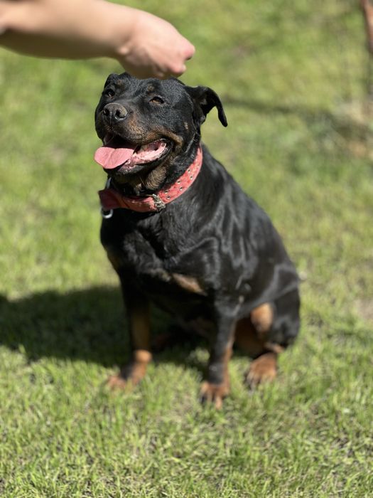 Эмма ротвейлер ищет семью.