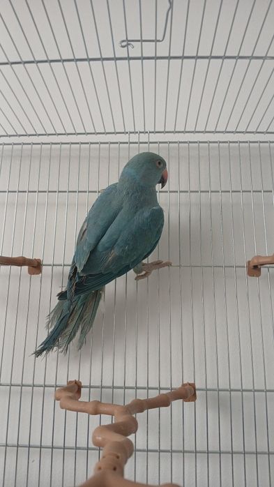 Vând papagal Micul Alexandru