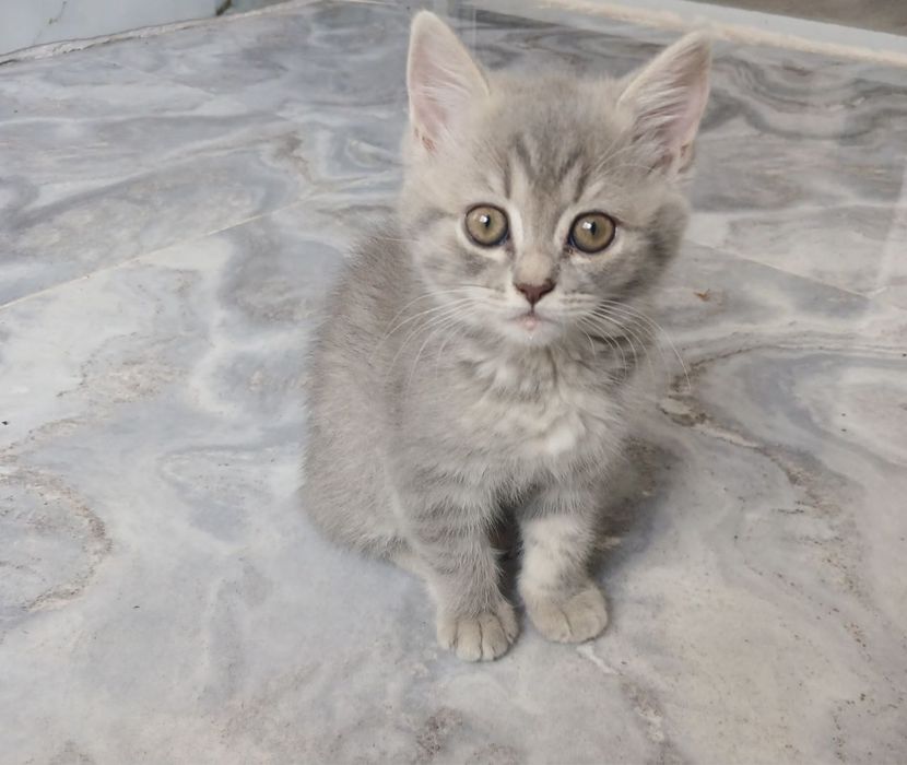 Продаются котята!!!