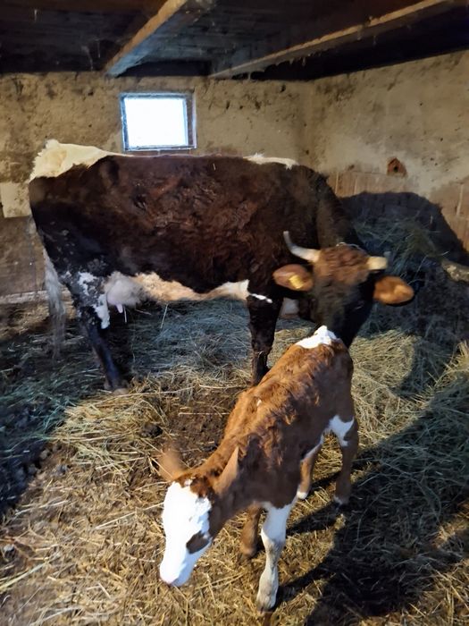 Vand vaca baltata cu vitea