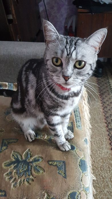 Продам котят очень красивые