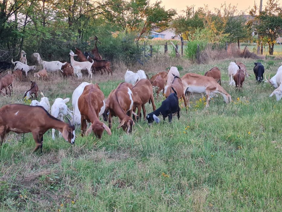 Capre saanen,anglonubian,metiss,iezi