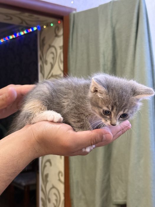 Отдадим котят в добрые руки!