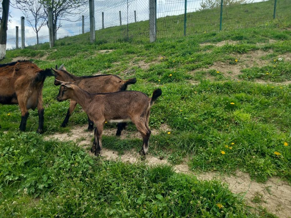 Vând iezi alpin francez.