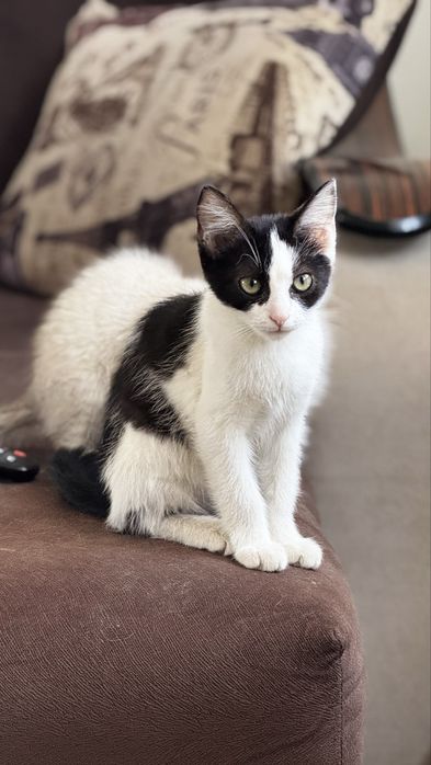 Котята Бесплатно
