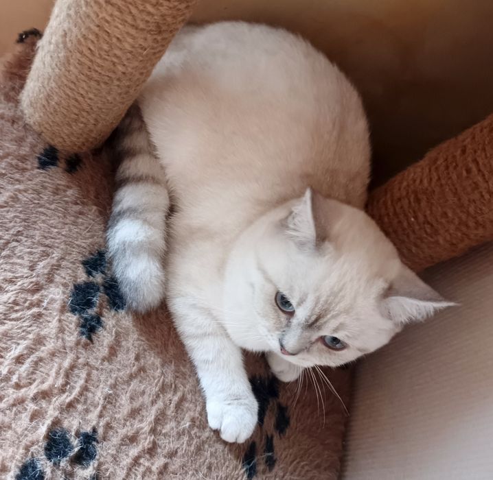 Котята шиншилла  , британцы
