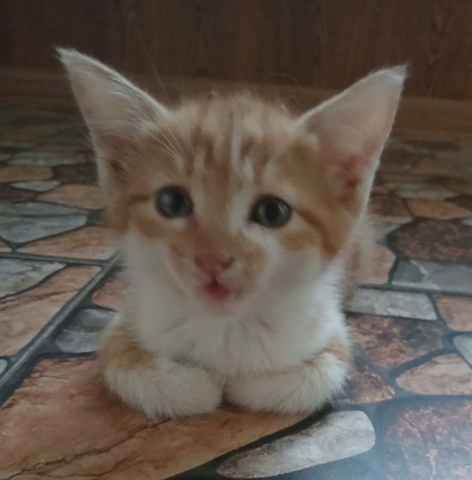 Отдам котика-мальчика