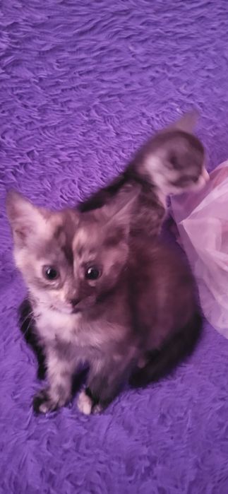 Котята мелкие бусинки