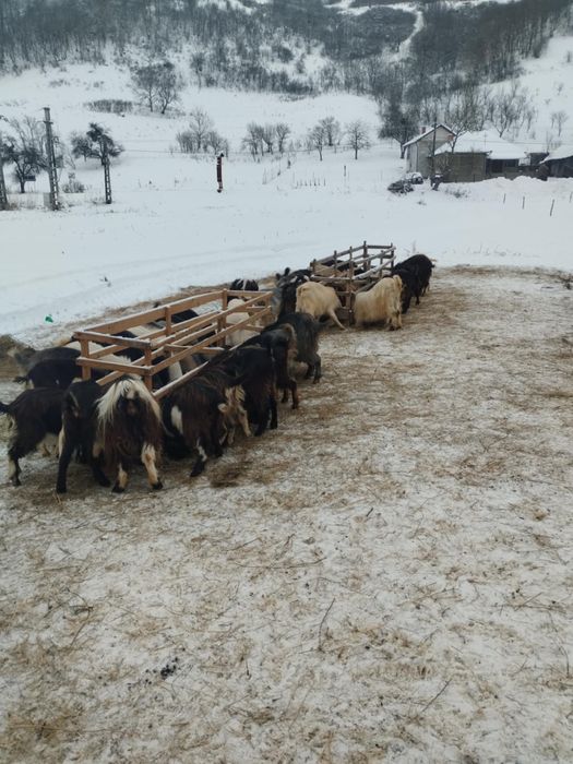 Vand 100 capre rasa Carpatina