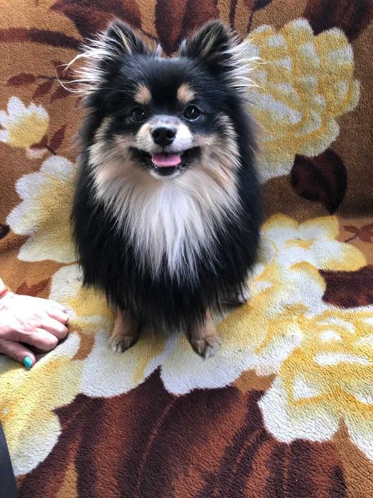 Вязка Немецкий Цверг Шпиц мальчик.