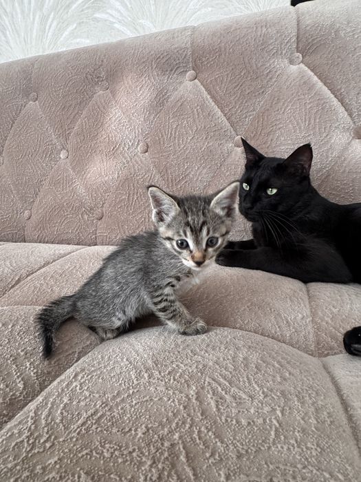 Отдам котенка в хорошие руки