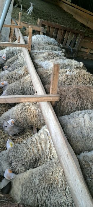 Продавам агнета и овце ил дьо франс