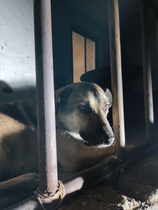 Пуся. Солнечная Собака