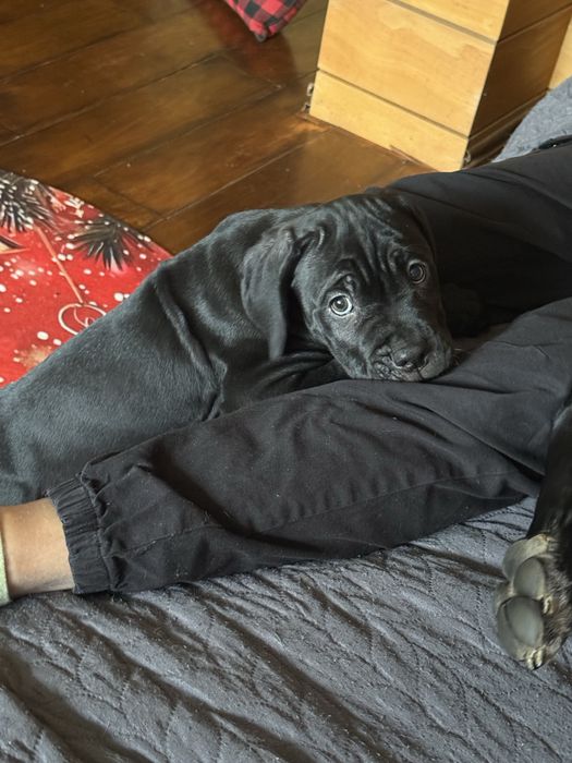 Кане Корсо / Cane Corso