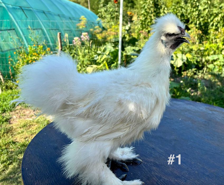 Cocosi tineri Matase Japoneza din Aprilie