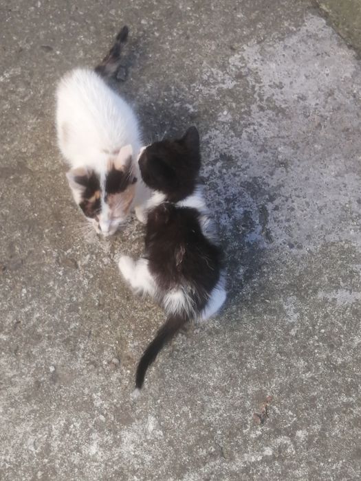 Donez pui de pisică