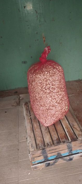 Qovoq urug' sotiladi