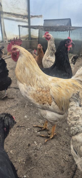 3 Cocoși de vanzare