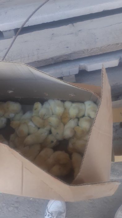 Jõja bor soni cheklanmagan oladiganlar yozilar termiz bõyicha dastafka