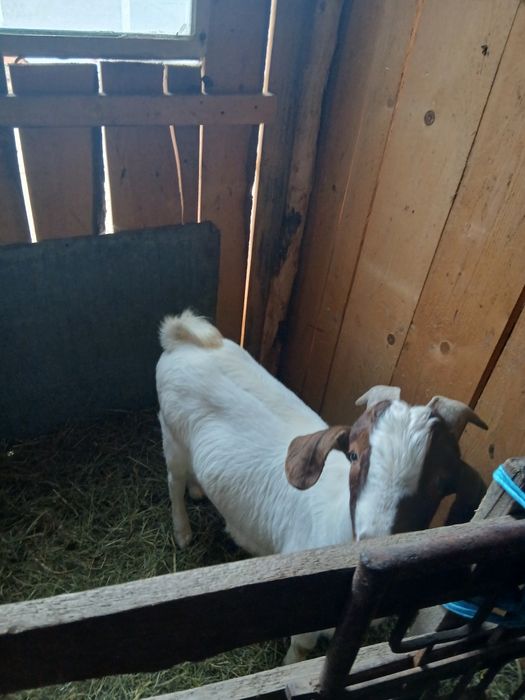 Vând țap boer de un an