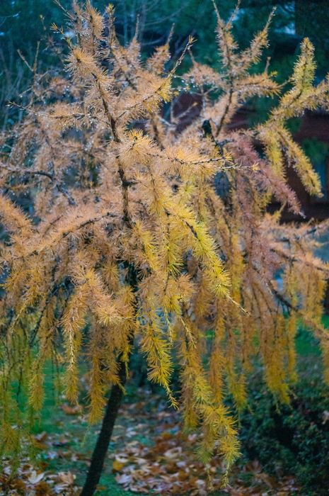 АF обектив Ulanzi F2.8, 27mm за Sony E