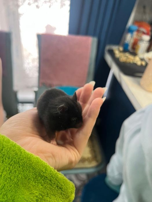 Хомяки  сирийские