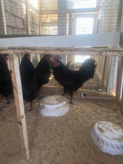 Ухаюль. Хорозлари