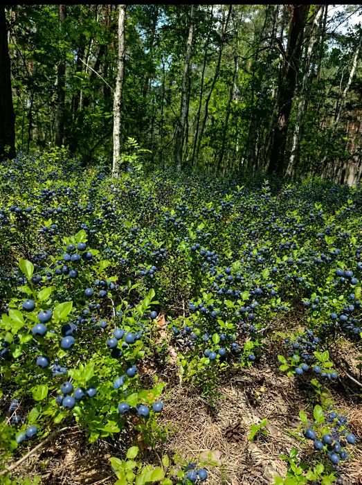 Vand Afine de Pădure