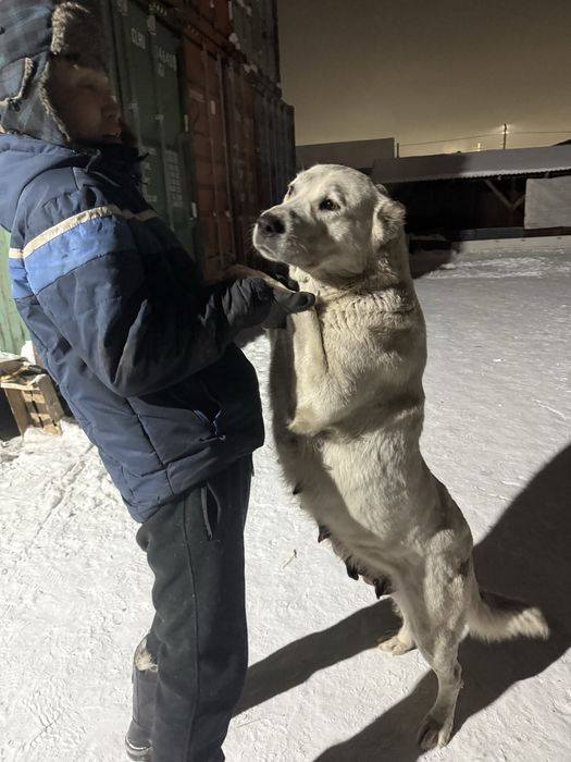 Продам щенят Тобет