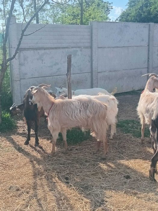 Vând cinci capre si sase iezi