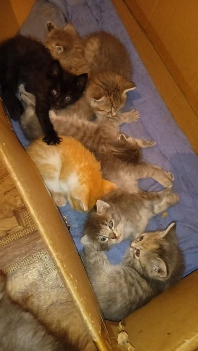 Отдам котят в добрые руки