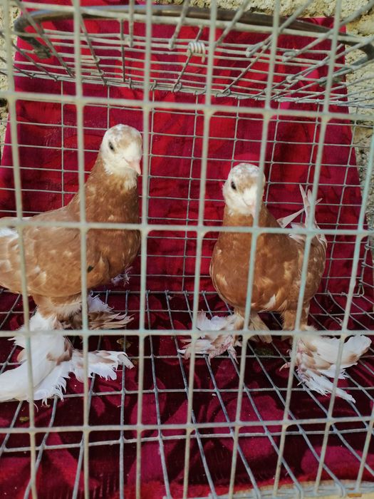Белоголовые пискуны из под белоголовых голубе на продажу