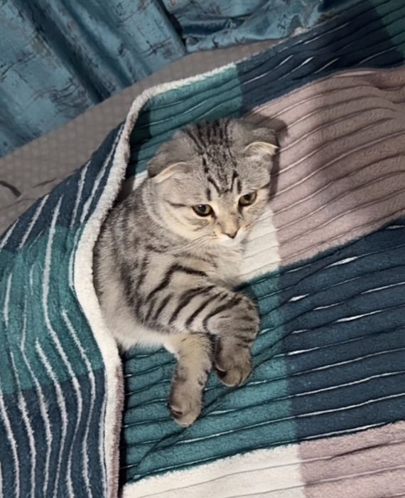 Продаётся шотландский вислоухий котик