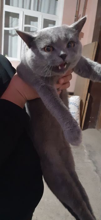 Britaniskiy mushuk sotiladi