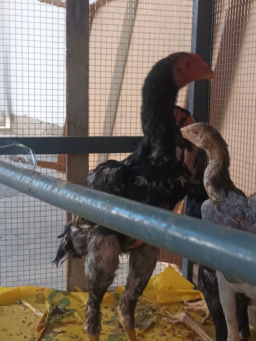 Xoroz dakan toza zot 3,5 oylik zoti malayo