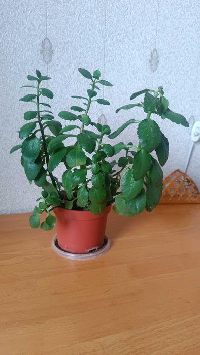 Продам цветы Коланхоэ