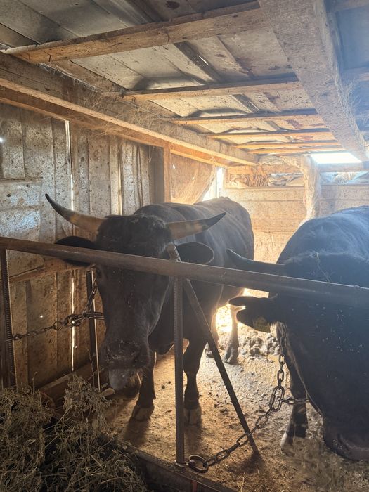 Продам жирных быков