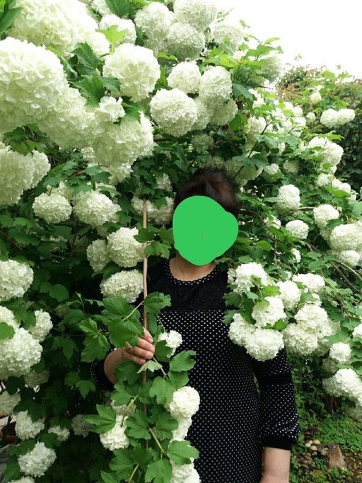 Бульдонеж Viburnum opulus