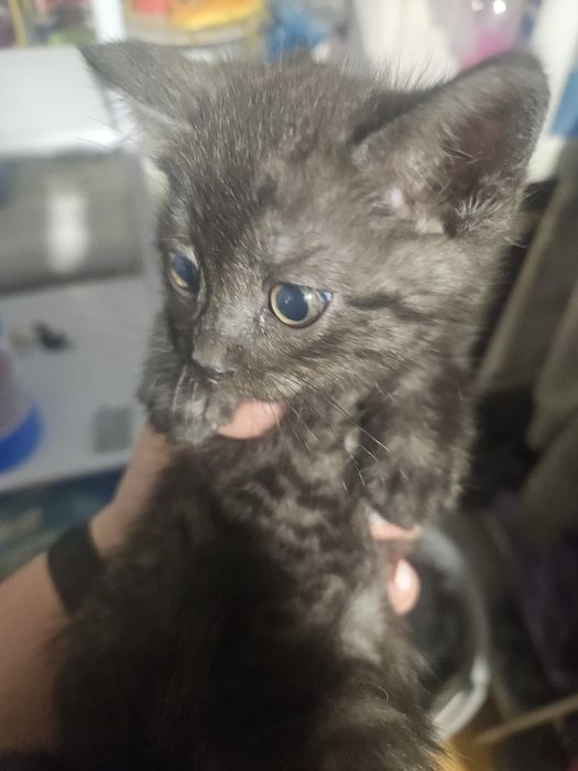 Котята даром.Бесплатно